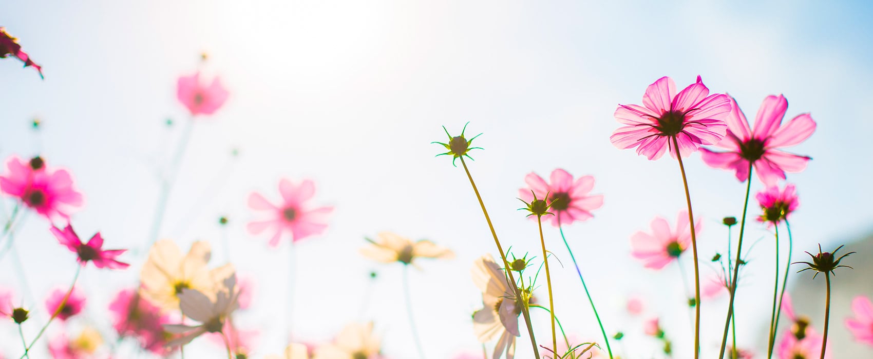 Family holiday package in the Lot