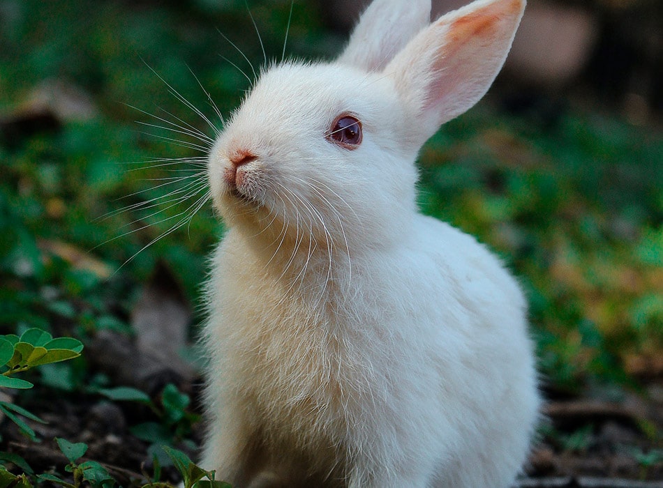 Family holiday package in the Lot