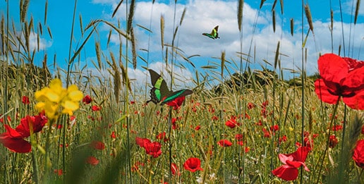 Summer Holidays Package in South of France